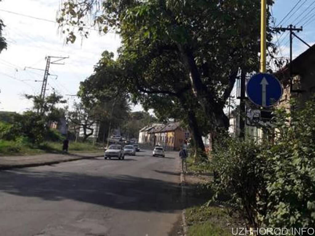 На вулиці Анкудінова в Ужгороді обрізатимуть аварійні дерева