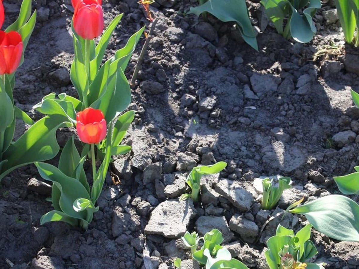 Ремонтні роботи та висадка тюльпанів в Ужгороді
