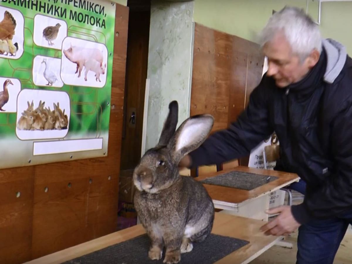 Близько 20 порід кроликів представили на виставці (ВІДЕО)