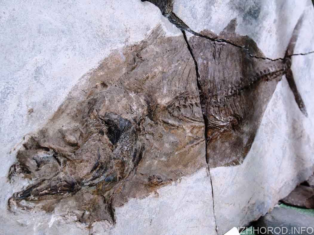 33-мільйони років тунцю, що знаходиться в Ужгороді