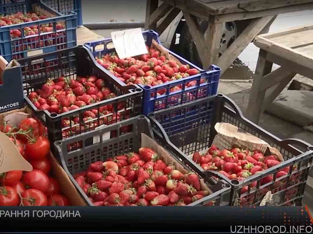 70-80 гривень – стільки коштує наразі кіло полуниці (ВІДЕО)