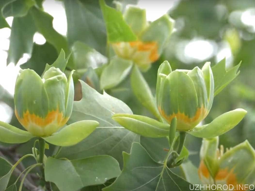 тюльпанове дерево фото