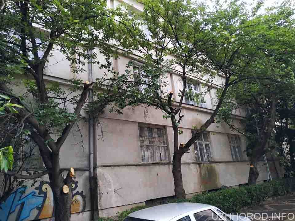 Факт незаконної обрізки сакур в Ужгороді задокументували і передали до поліції