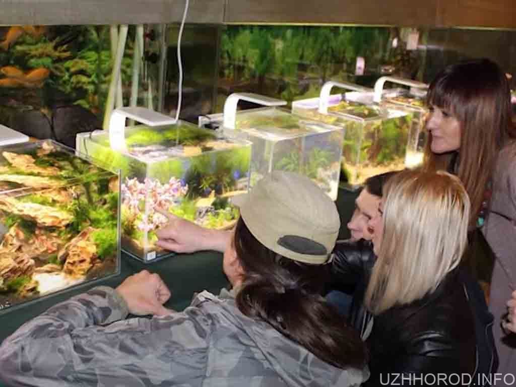 Тереза Лазар створює дивовижні ландшафти в акваріумах (ВІДЕО)