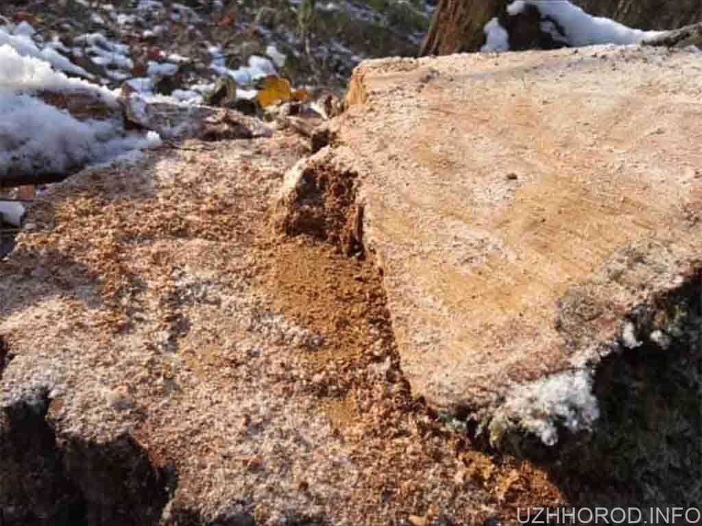 На Закарпатті лісогосподарське підприємство відшкодує 1,6 млн грн