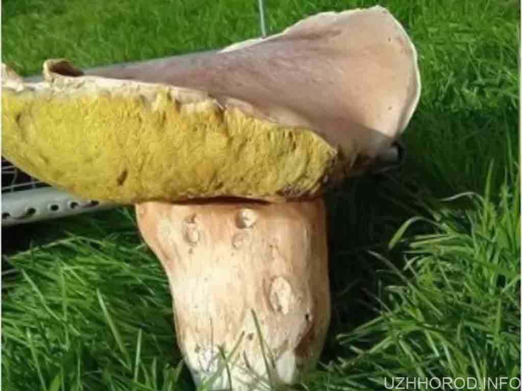 Закарпатець знайшов рекордно великого гриба фото