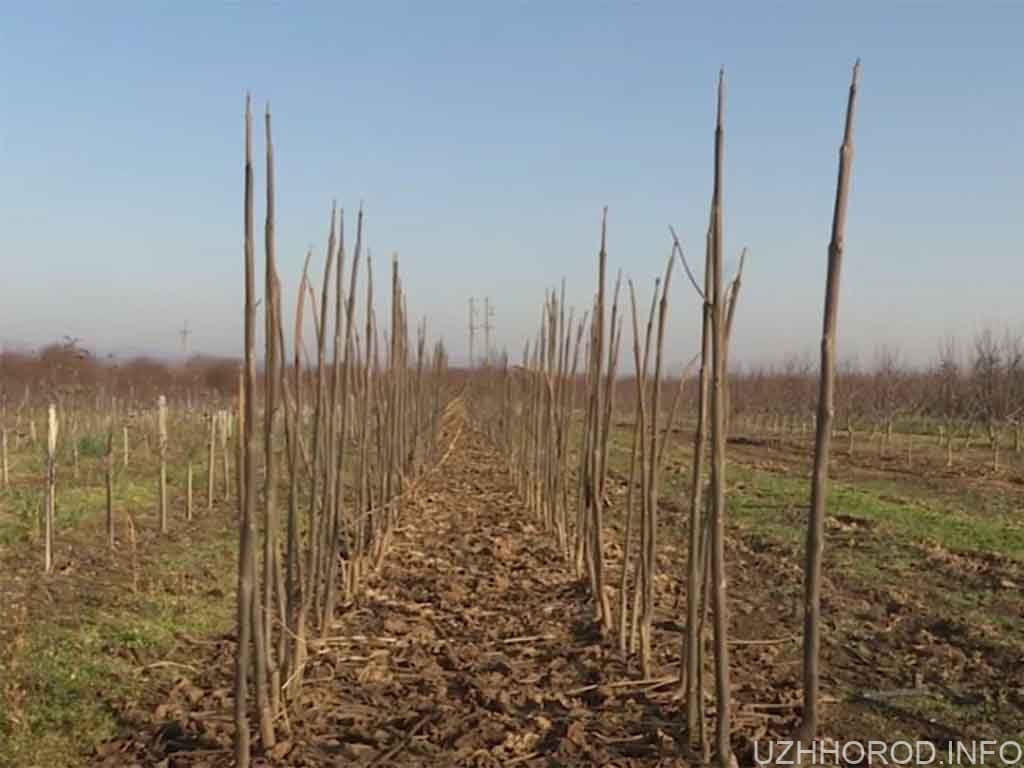 Унікальне швидкозростаюче дерево вирощують на Ужгородщині (ВІДЕО)