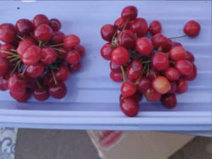 На ринках Ужгорода продають першу сезонну черешню
