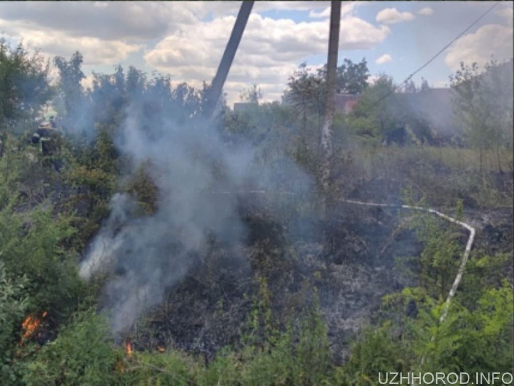За підпал сухостою житель Ужгородщини отримав штраф пожежа фото