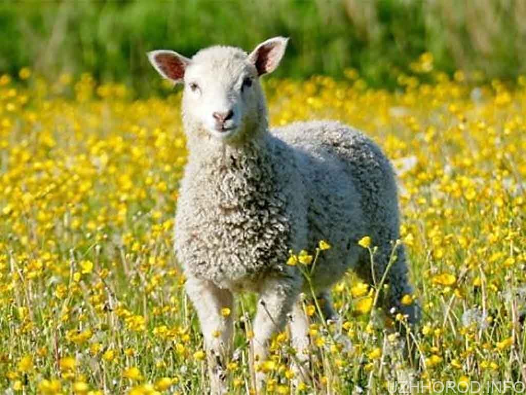 Поголів’я овець на Закарпатті складає майже 140 тисяч