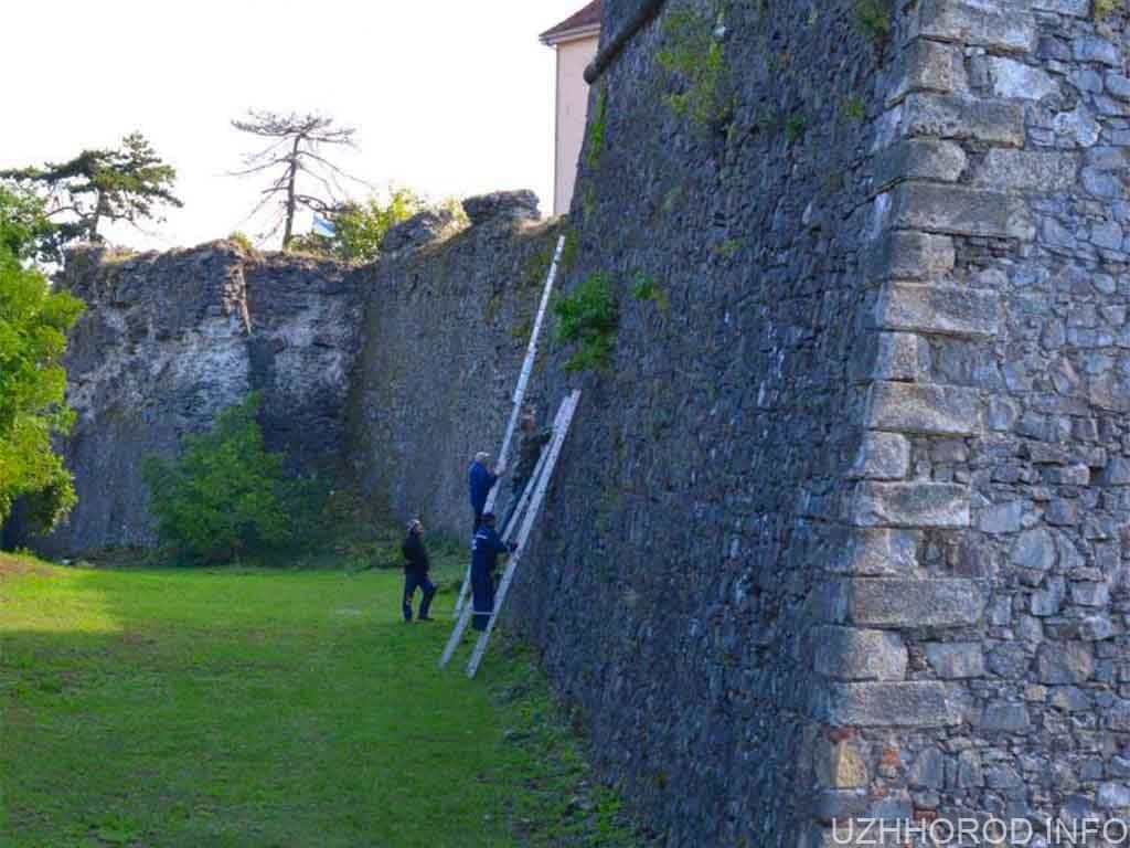 Стіни Ужгородського замку лікують від руйнівної рослинності фото