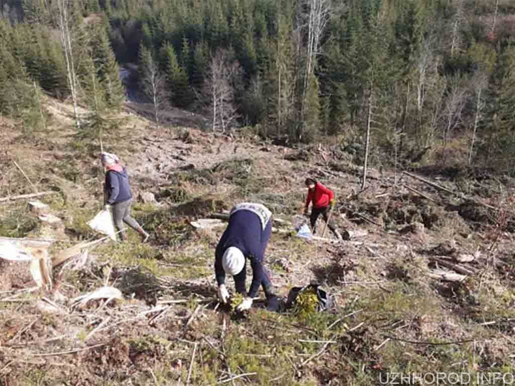 В одному з лісництв на Закарпатті висадили понад 50 тисяч нових дерев фото