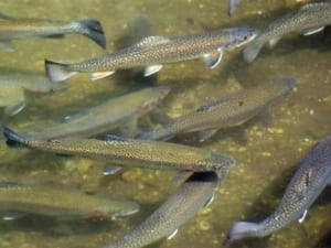На Закарпатті у дві річки випустили понад 2 тисячі мальків струмкової форелі