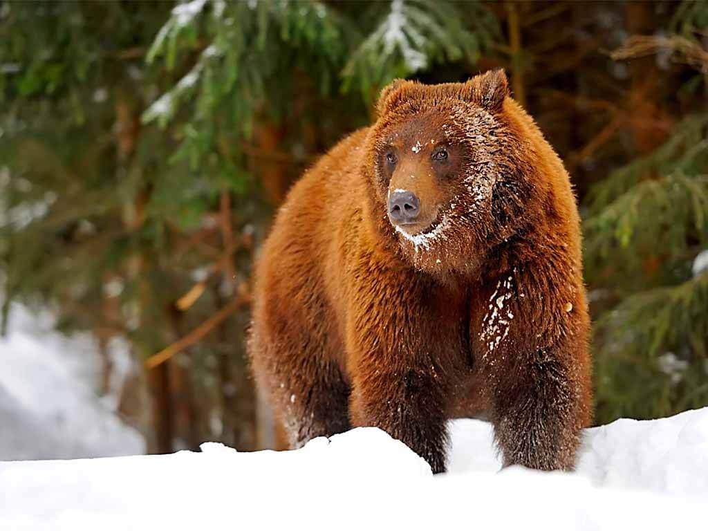 Із 30 ведмедів в нацпарку Синевир на Закарпатті цієї зими у сплячку залягло 12 фото