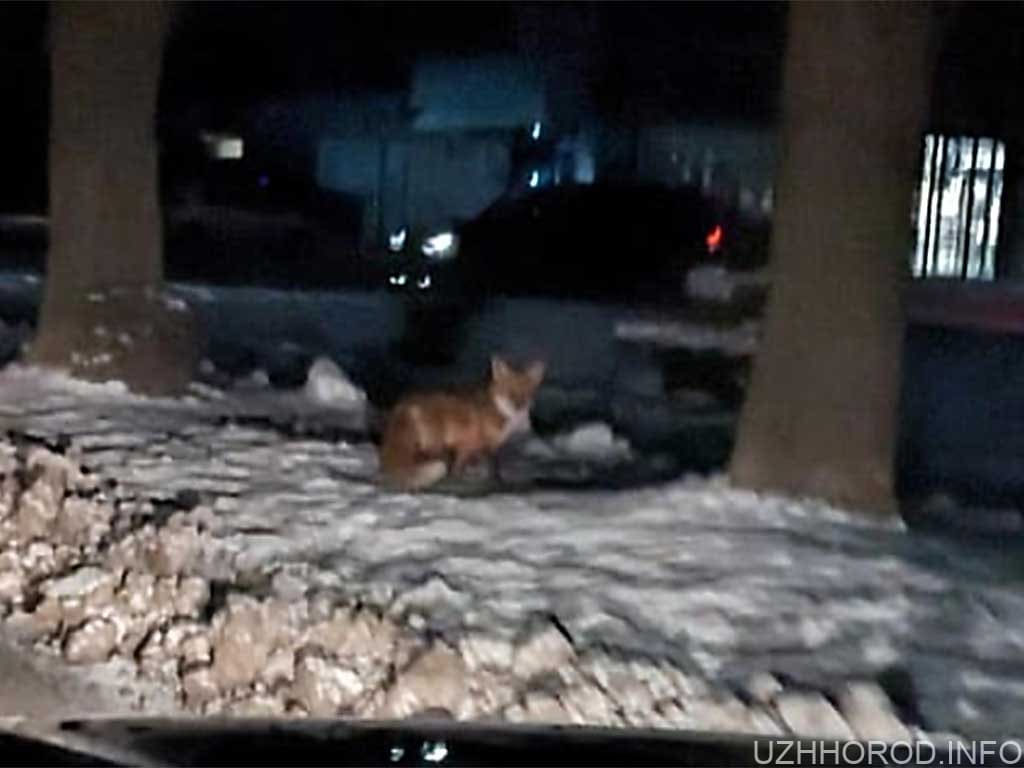 В Ужгороді біля супермаркету помітили двох лисиць (ВІДЕО)