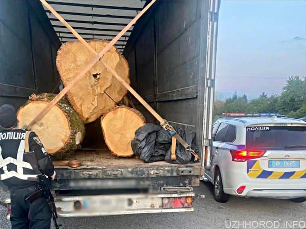 На Закарпатті затримали вантажівку з нелегальною деревиною фото