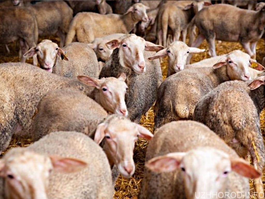 На Закарпатті створять центр вівчарства