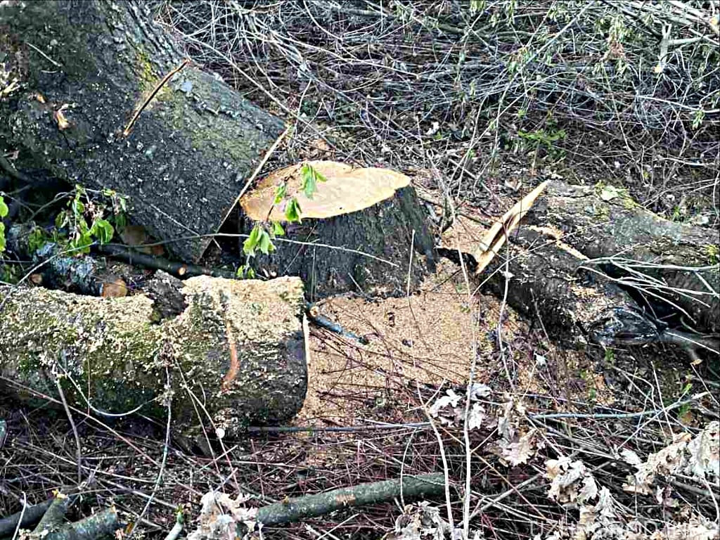 В Ужгороді без погодження екологічних інспекторів фірма незаконно зрубала 350 дерев