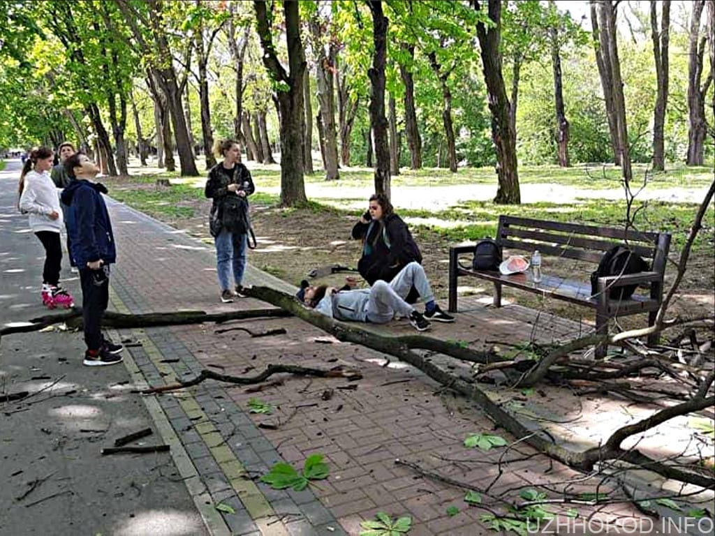 В Ужгороді на двох людей упала велика гілка фото