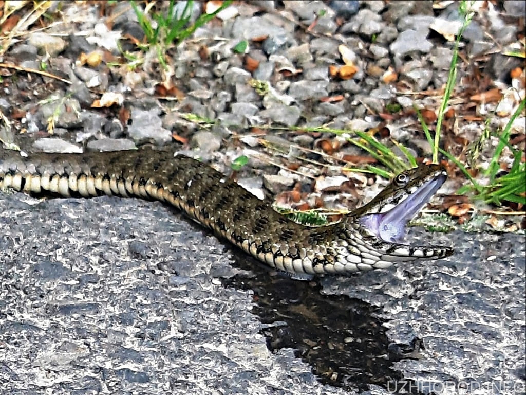 В Закарпатті суттєво збільшилася популяція отруйних змій