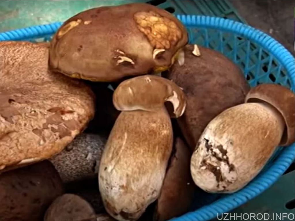 На ринках Ужгорода вже продають літні гриби фото