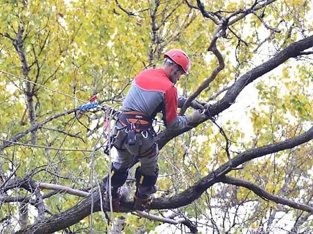Ужгородська лікарня віддасть родичці екскомунальника 100 тисяч на утаємничене підрізання дерев