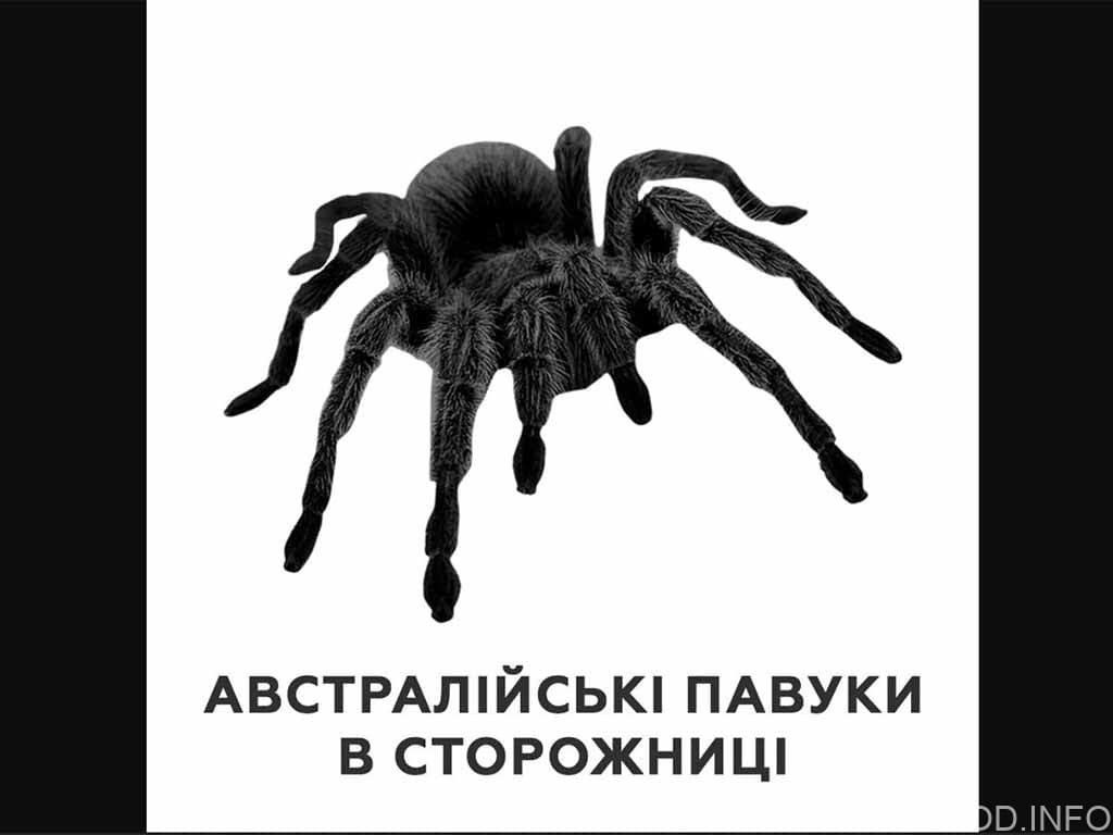 ❗В селі Сторожниця виявлено австралійського павука❗