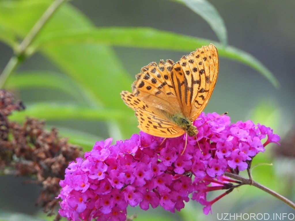 У дендропарку Карпатського біосферного заповідника заквітло Метеликове дерево