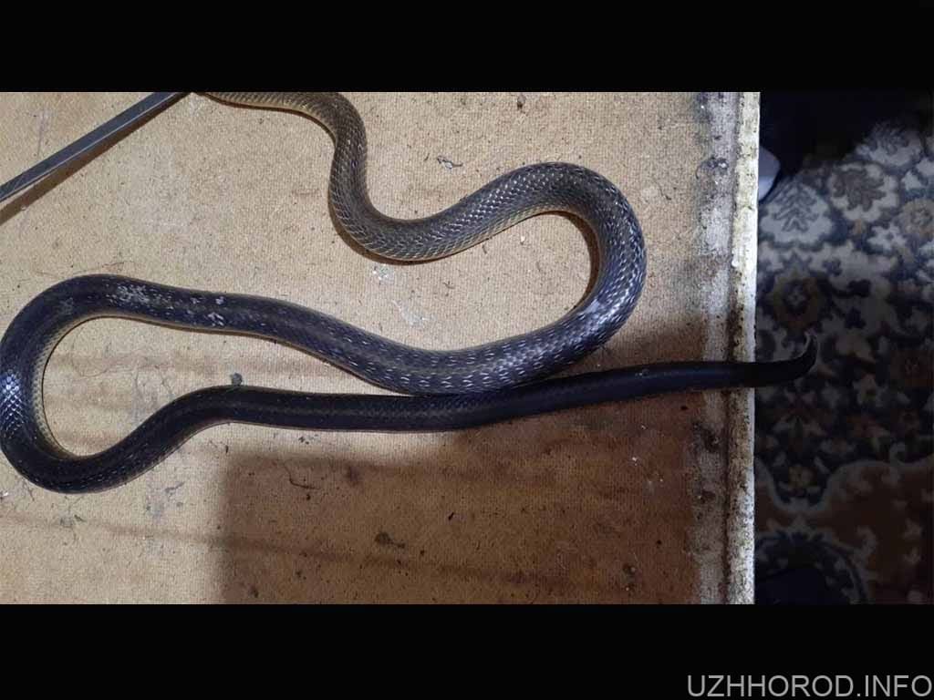 Учора в Ужгороді у приватному будинку чоловіка вкусила змія