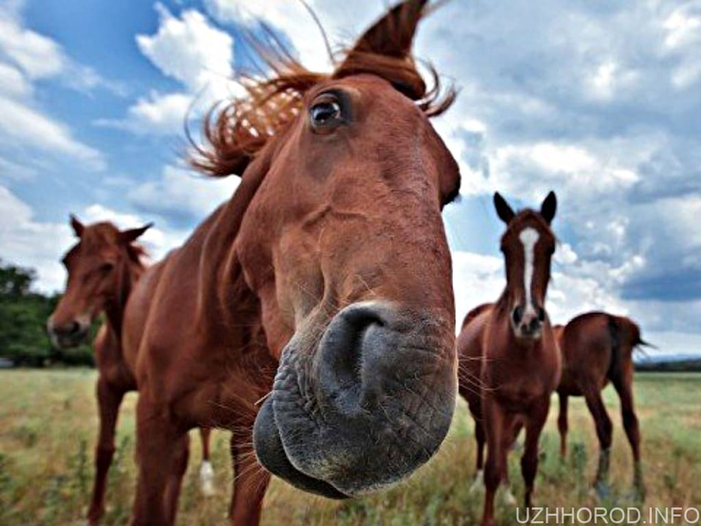 Загибель коня від сказу вперше за останні кілька років зафіксували в Закарпатській області