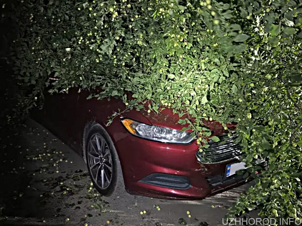 В Ужгороді дерево впало на автомобіль