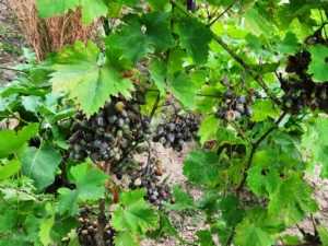 На присадибних ділянках закарпатців хвороби знищили елітні сорти винограду