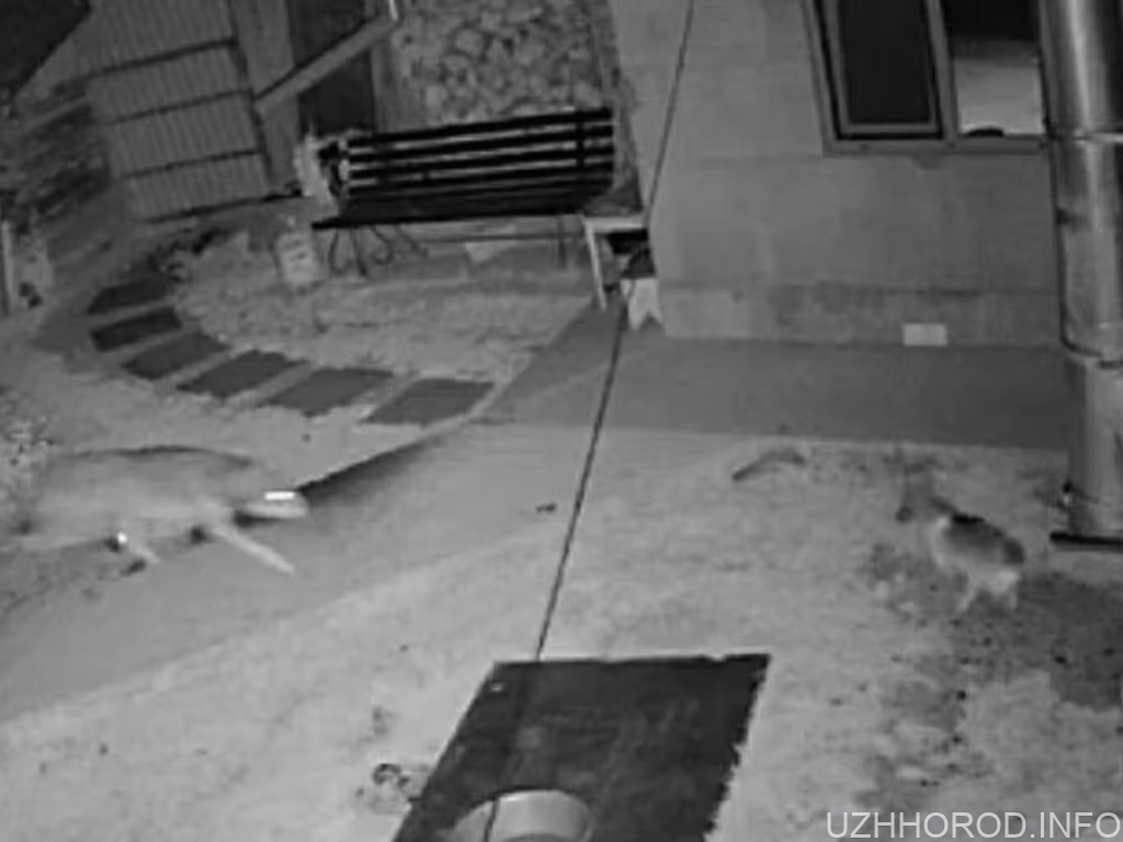 Зайшов у двір і загриз собаку: у селі на Закарпатті камери зафіксували вовка (ФОТО, ВІДЕО)