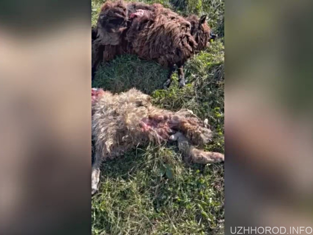 Хижаки атакують: на Мукачівщині вовки напали на стадо овець (ВІДЕО)