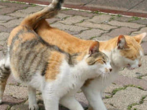 В Ужгороді безкоштовно щепитимуть домашніх тварин від сказу