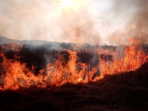 За вихідні на Закарпатті виникло 124 пожежі через підпал сухої трави