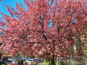 Сакура Фест 2026: в Ужгороді пройде масштабний фестиваль