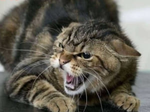 У Чопі запроваджено двомісячний карантин. Сусідні села – у загрозливій зоні