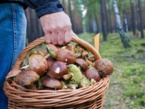 У лісах Закарпаття з’явилися перші білі гриби (ФОТО)