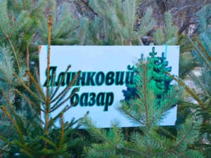 В Ужгороді визначили локації для торгівлі ялинками