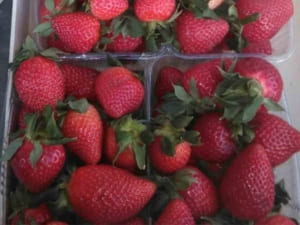 Перша полуниця Закарпаття: сезон на ринках розпочато за «рекордною» ціною