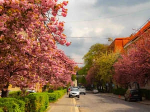 В Ужгороді вже цього тижня пройде Сакура Фест 2026 (ФОТО)