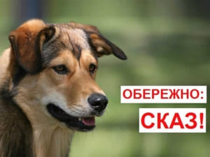Як захиститися від сказу: поради лікарів Закарпаття