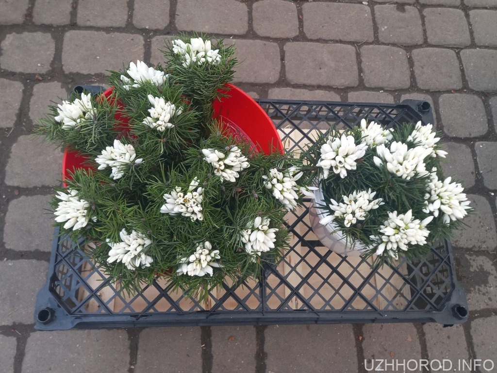 На ринках Ужгорода вже тиждень продають підсніжники та вербові котики На ринках Ужгорода вже тиждень продають підсніжники та вербові котики
