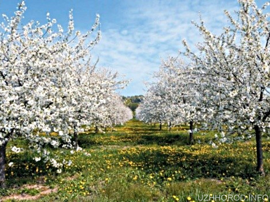 Закарпатцям рекомендують обробити сади від парші Закарпатцям рекомендують обробити сади від парші