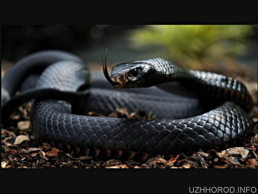 В Карпатах помітили найбільшу серед отруйних змій України В Карпатах помітили найбільшу серед отруйних змій України