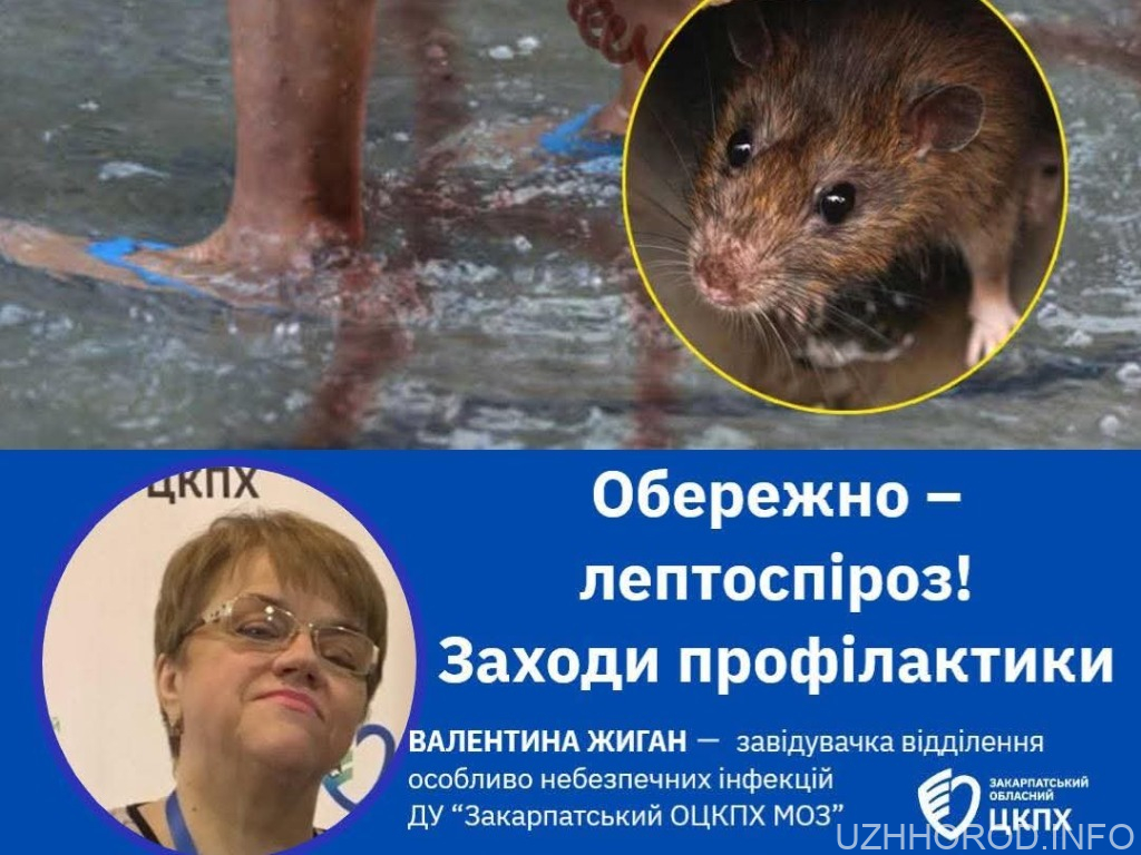 Закарпаття під загрозою: Лептоспіроз стрімко активізується Лептоспіроз стрімко активізується фото