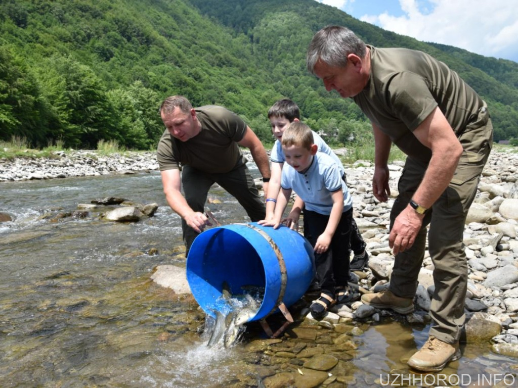 У гірські річки на Закарпатті випустили майже 36 тис. форелі У гірські річки на Закарпатті випустили майже 36 тис. форелі