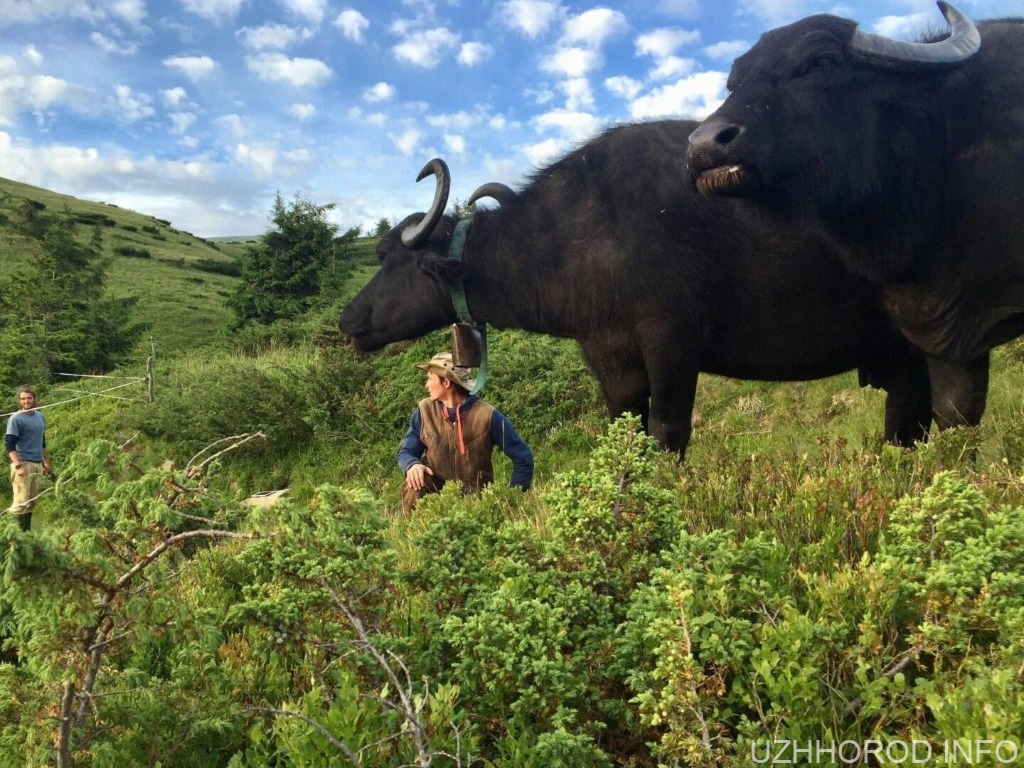 Карпатський буйвол: Універсальна тварина, яку ми ледь не втратили Карпатський буйвол: Універсальна тварина, яку ми ледь не втратили