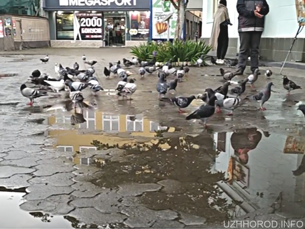 Ужгород збиратиме дощову воду для побутових потреб (ВІДЕО)